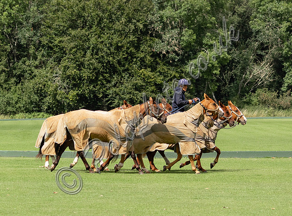 polo ponies
