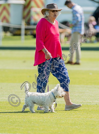 Treading in the divots at polo