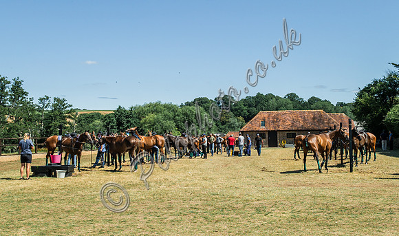 Polo action, 2025 Gold Cup, Cowdray Park Polo Club