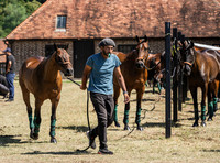 Polo action, 2025 Gold Cup,Manor Farm