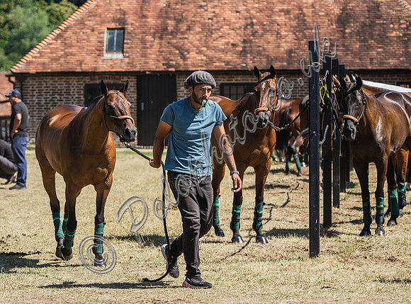 Polo action, 2025 Gold Cup,Manor Farm