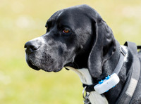 English Short Haired Pointer head shot, (close-up)