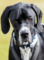 English Short Haired Pointer head shot, (close-up)