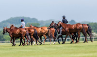 polo pony string