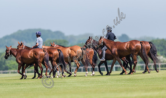 polo pony string