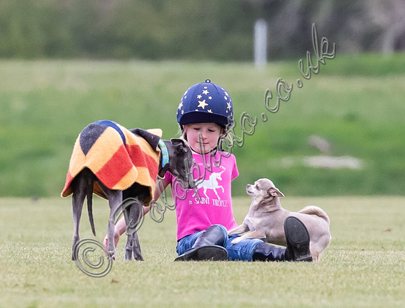 "Little Foxes" with polo dogs