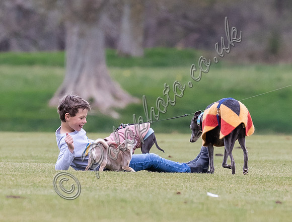 little Fox with polo dogs