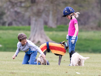 "Little Foxes" with polo dogs