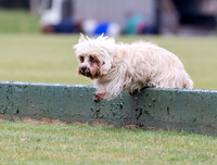 polo dog