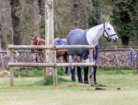 Polo poies