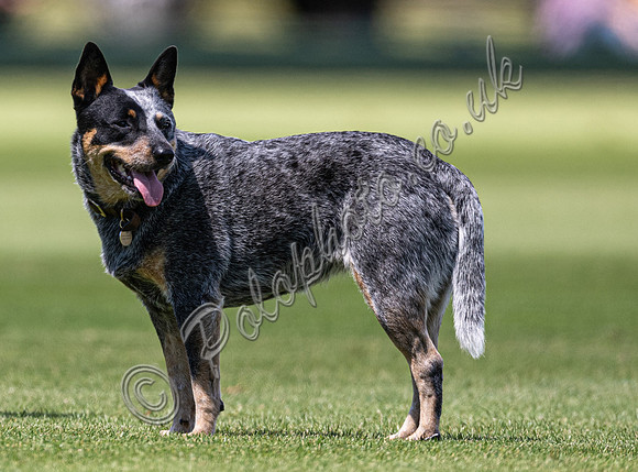 League Match for the St Regis Cowdray Gold Cup 2026