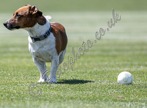 Quarter Final Match for the St Regis Cowdray Gold Cup 2026