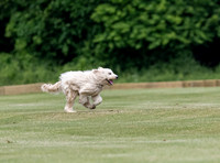 Tyro Cup Final, 2022, Cirencester Park Polo Club