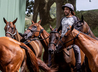 polo ponies