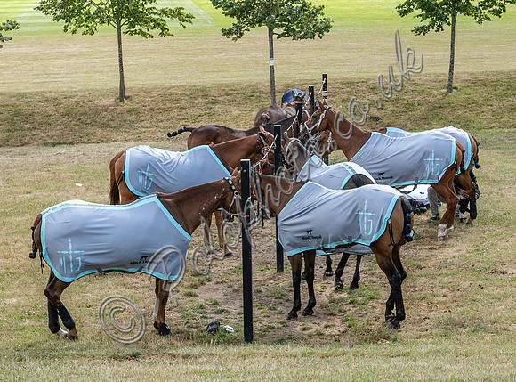 2022 Ladies 16 goal Final at Black Bears Polo Club