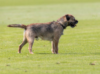 Treading in at polo match