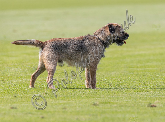 Treading in at polo match
