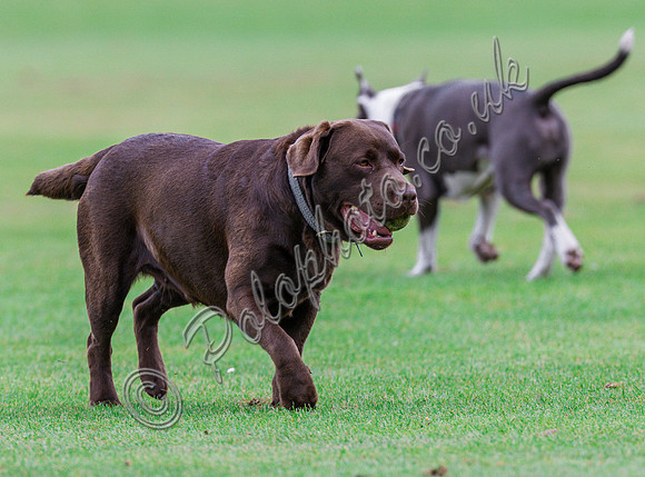 Polo action, The Neil Hague Cup, Cirencester Park