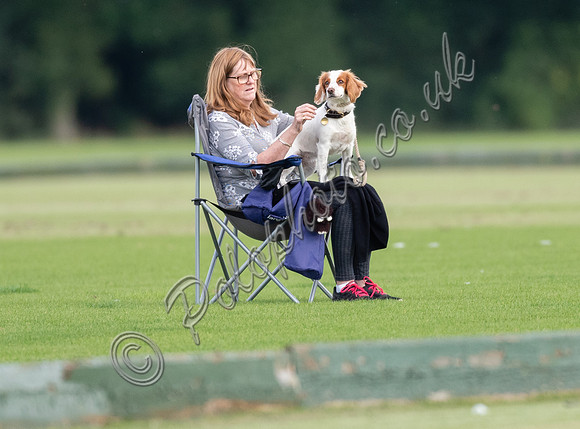 polo spectator in chair with dog on lap