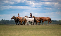 string of polo ponies