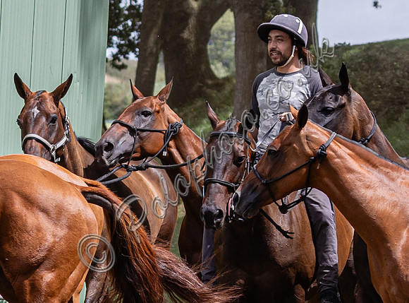 Polo action, 2023 Gold Cup, Cowdray Park Polo Club