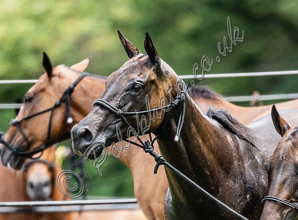 2023 Gold Cup, Cowdray Park Polo Club