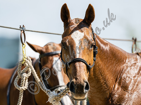 Polo action, Dollar Cup 2022, Cowdray Park Polo Club