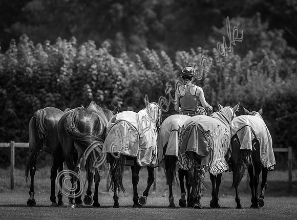 Polo action, The Neil Hague Cup, Cirencester Park