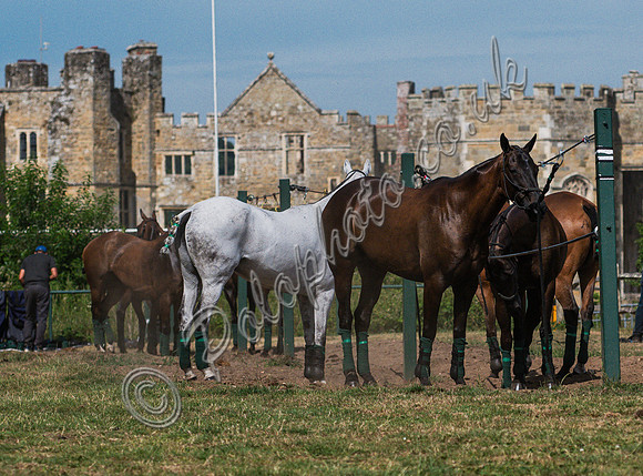 olo action, 2025 Gold Cup, Cowdray Park Polo Club