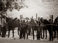 Grooms and Ponies