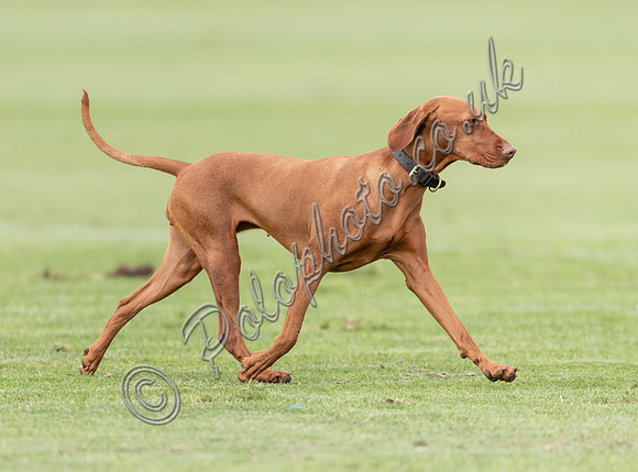 Polo action, 2021 Gold Cup, Cowdray Park Polo Club