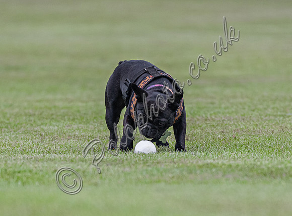 Polo action, May 4 Goal Spring Cup 2022, Cowdray Park Polo Club