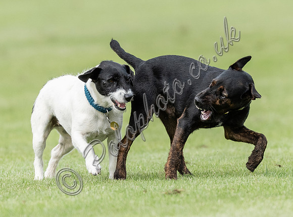polo action for the Corinium Bowl, Cirencester Park