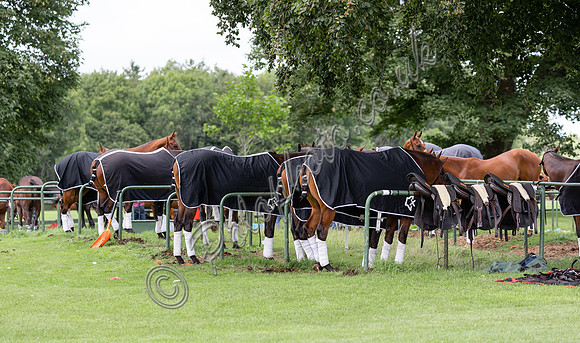 Pony Lines at Cirencester Park Polo Club
