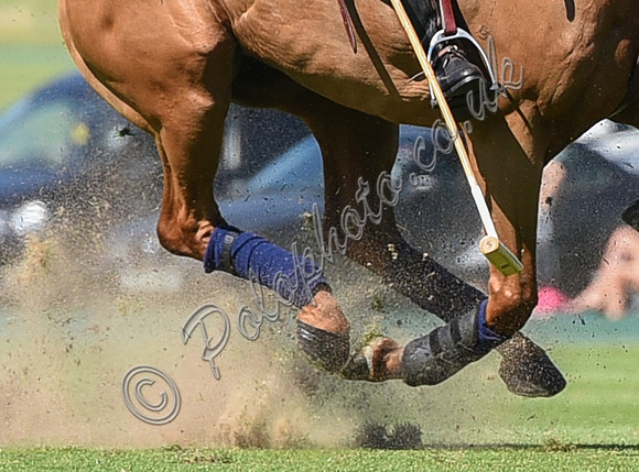 close-up study of polo hooves
