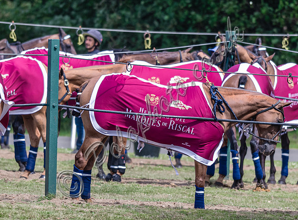 Polo action, 2025 Gold Cup, Cowdray Park Polo Club