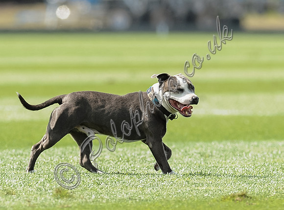 atmosphere, polo dogs
