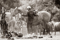 Pony lines