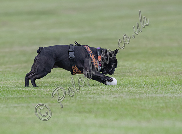 Polo action, May 4 Goal Spring Cup 2022, Cowdray Park Polo Club