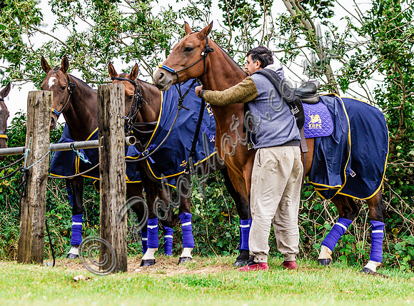 Polo action and Presentation, The Wichenford Bowl, Beaufort Polo Club