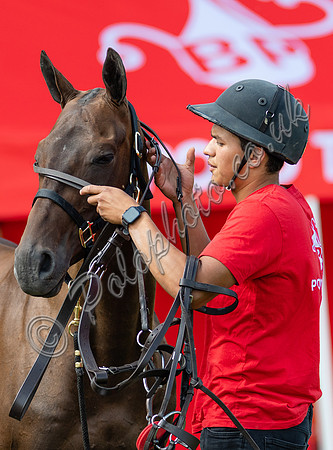 polo grooms and ponies