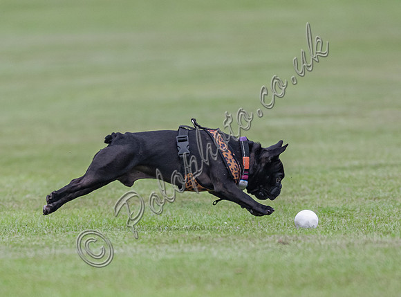 Polo action, May 4 Goal Spring Cup 2022, Cowdray Park Polo Club