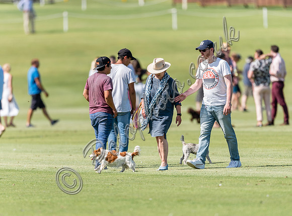 Treading in the divots at polo